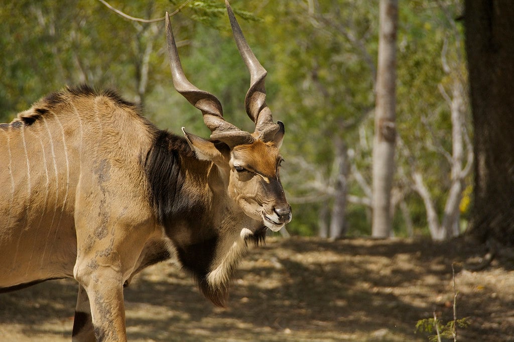 Giant eland