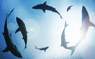 Sharks circling in the water