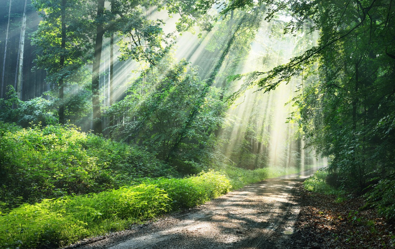 depositphotos_739445278-stock-photo-forest-path-sunlight-shining-trees