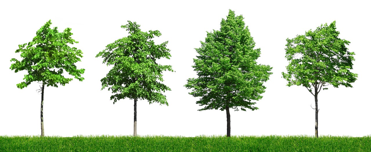 depositphotos_743299352-stock-photo-neatly-lined-row-green-trees