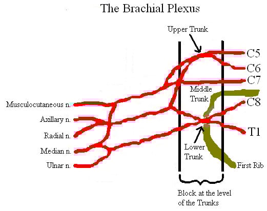 supraclavicular-block-brachial-plexus