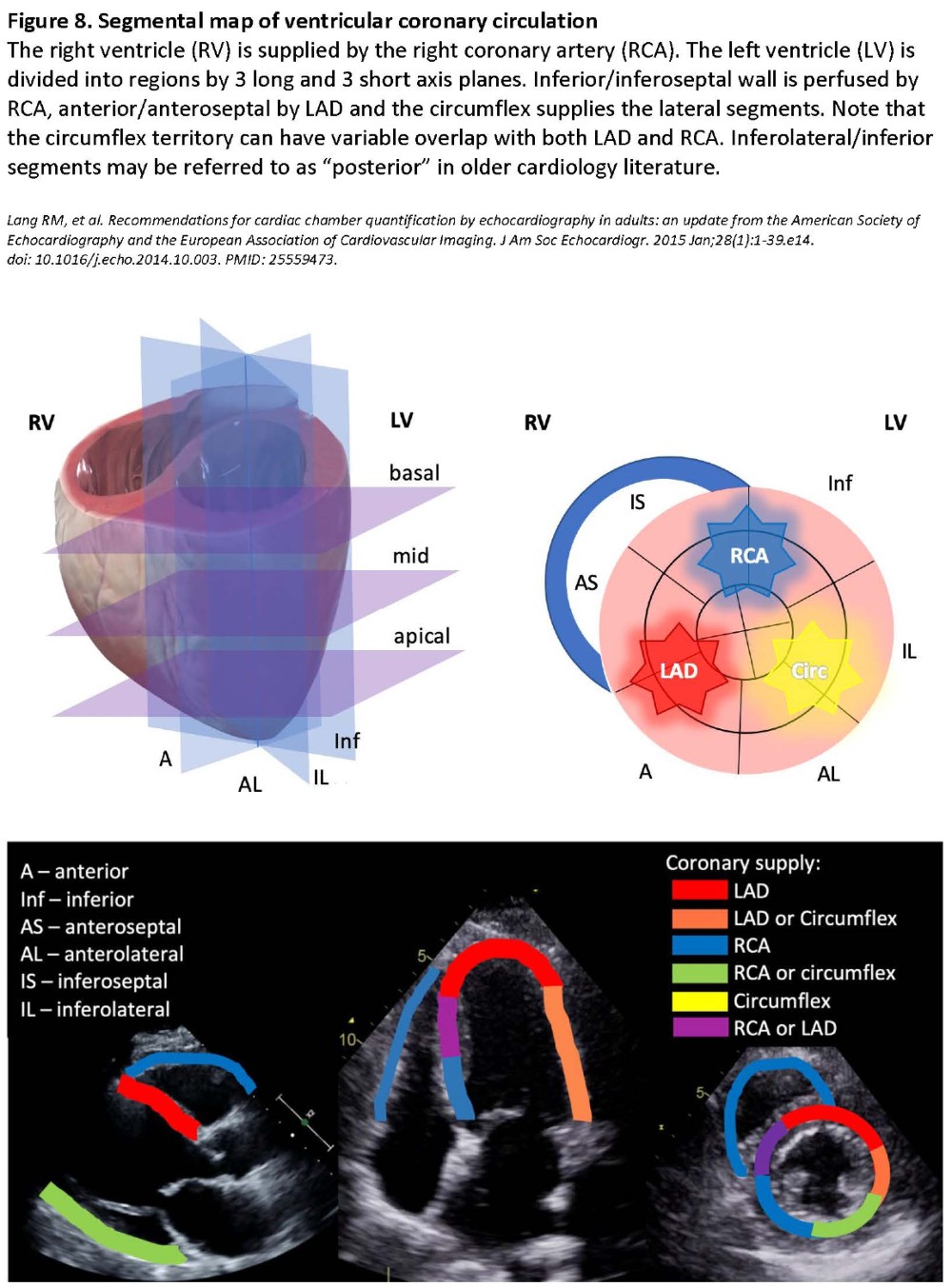 POCUS Spotlight: Focused Cardiac Ultrasonography