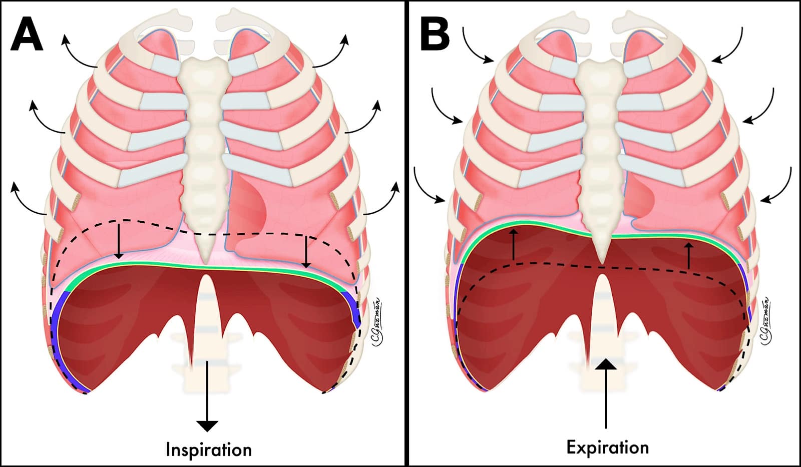 pocus_figure-1