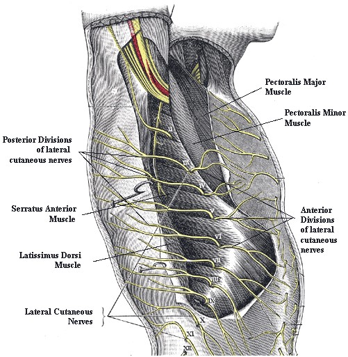 How I Do It: Serratus Anterior Plane Block For Rib Fractures