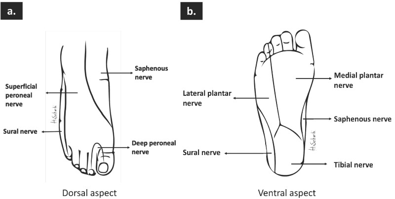 How I Do It: Ultrasound-Guided Ankle Block