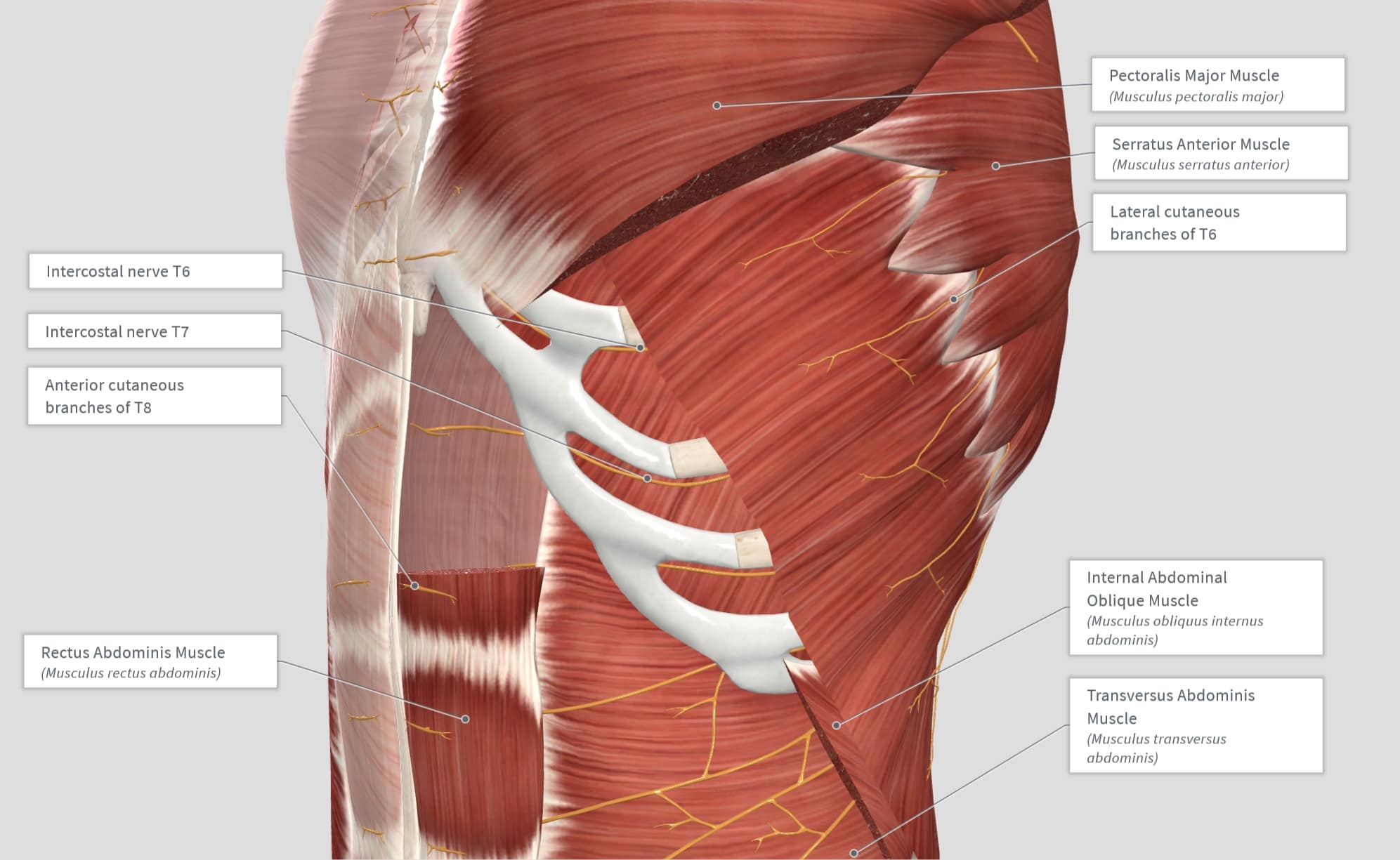 How I Do It: External Oblique Intercostal Plane Block