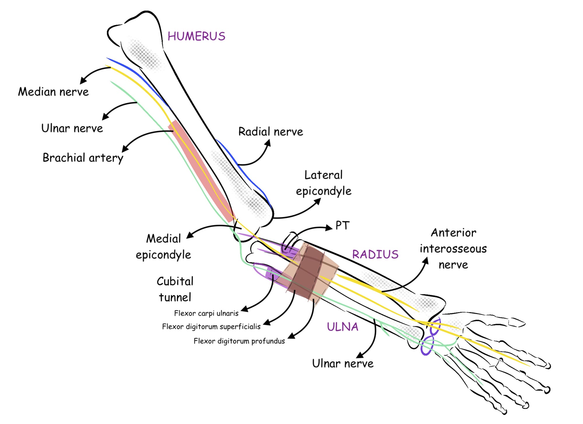 Cureus  Relationship of the Median and Radial Nerves at the Elbow